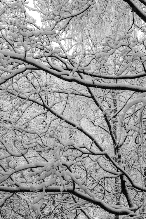 Snow on Trees in Forest