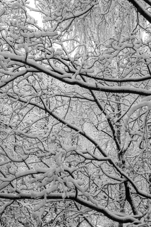 Free Captivating snowy branches in a peaceful winter forest landscape. Stock Photo