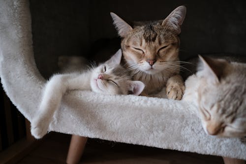 Close-Up Photo of Tabby Cats Sleeping