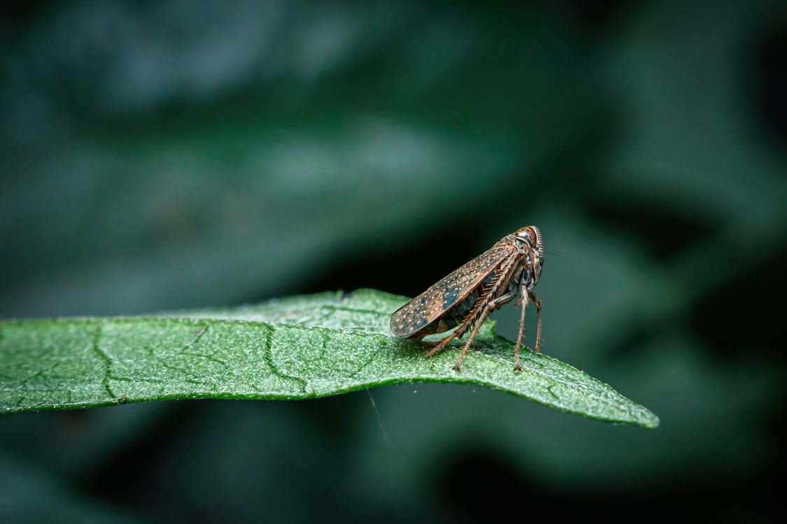 Small Insect Photo A small insect sitting on a leaf · Free Stock Photo