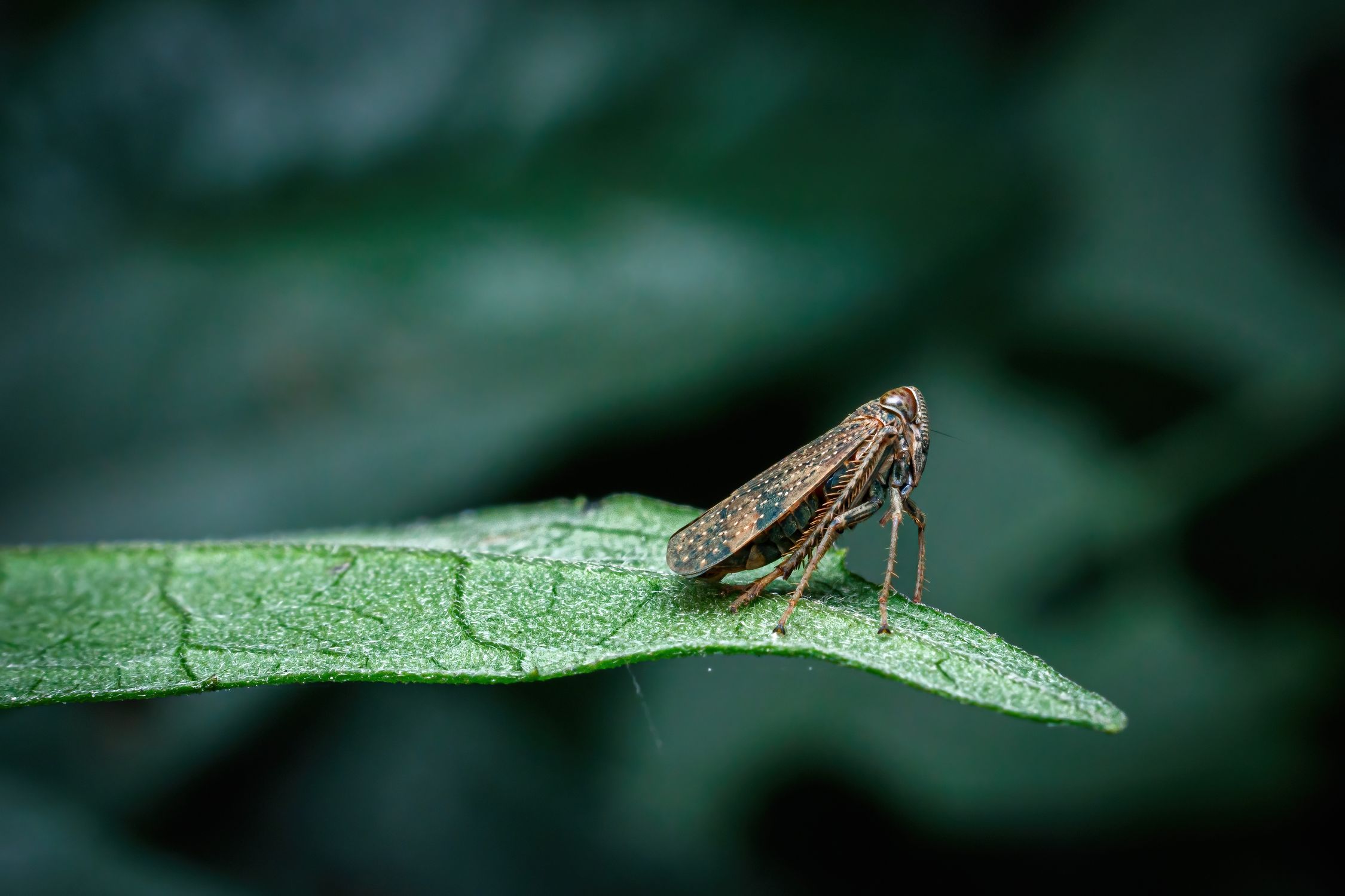 A small insect sitting on a leaf · Free Stock Photo