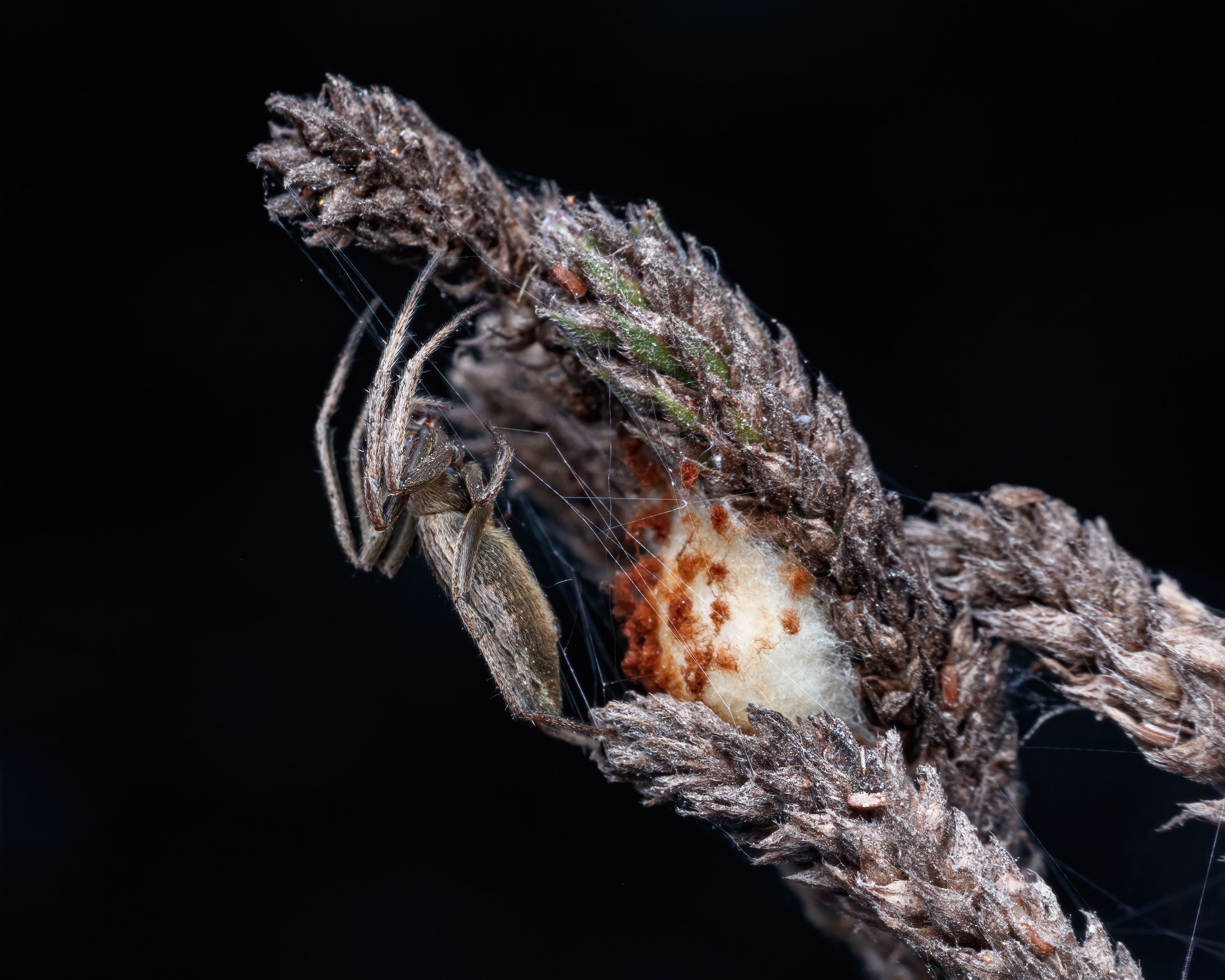 Foto: cassius cardoso / Pexels
