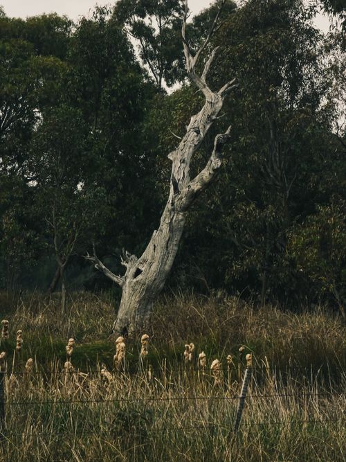 Free A solitary withered tree stands in a grassy rural field surrounded by lush greenery. Stock Photo