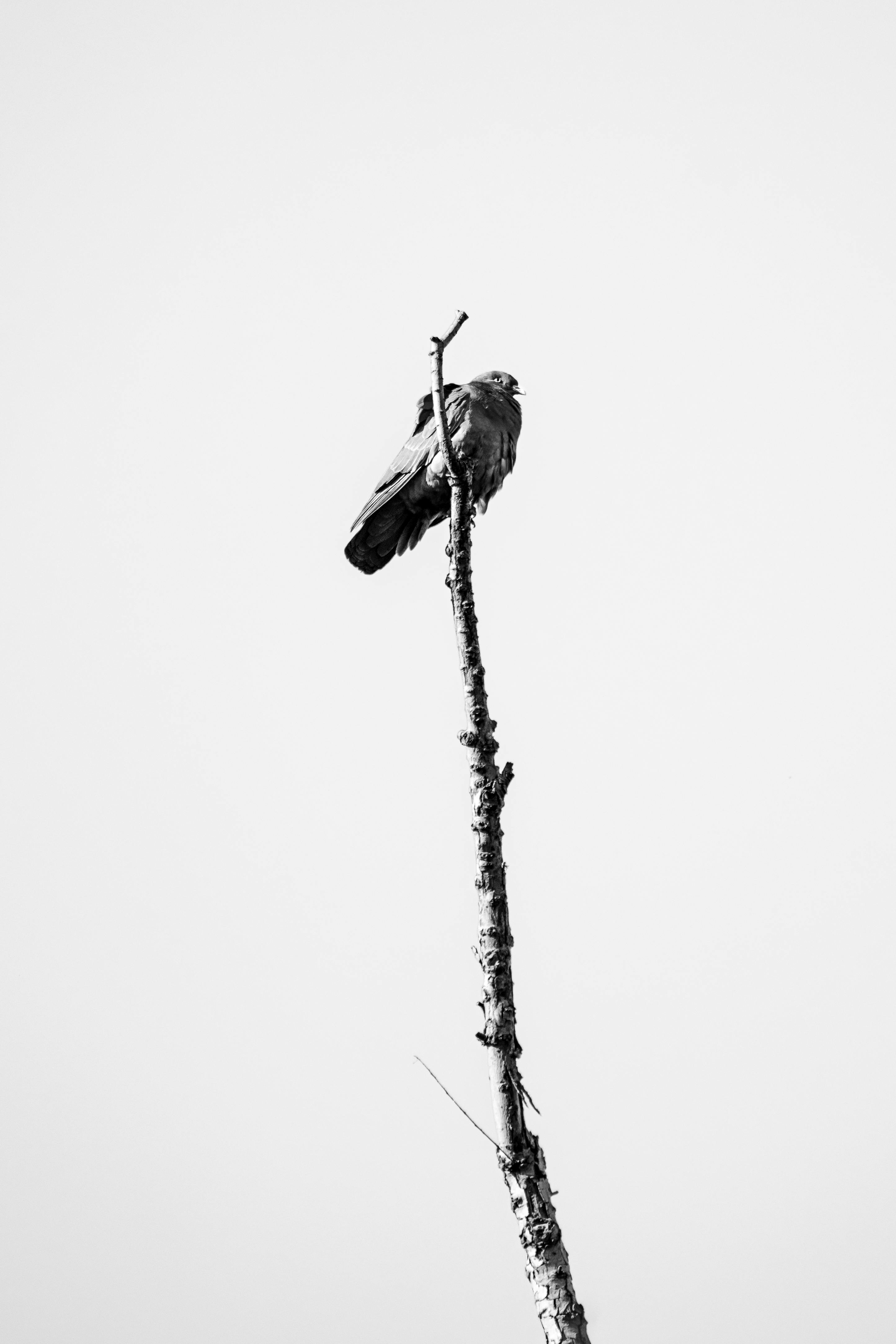 A solitary bird perched on a tall tree branch against a clear sky.