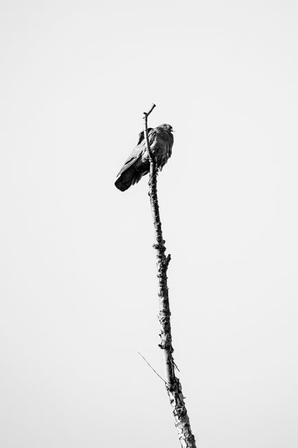 A solitary bird perched on a tall tree branch against a clear sky.