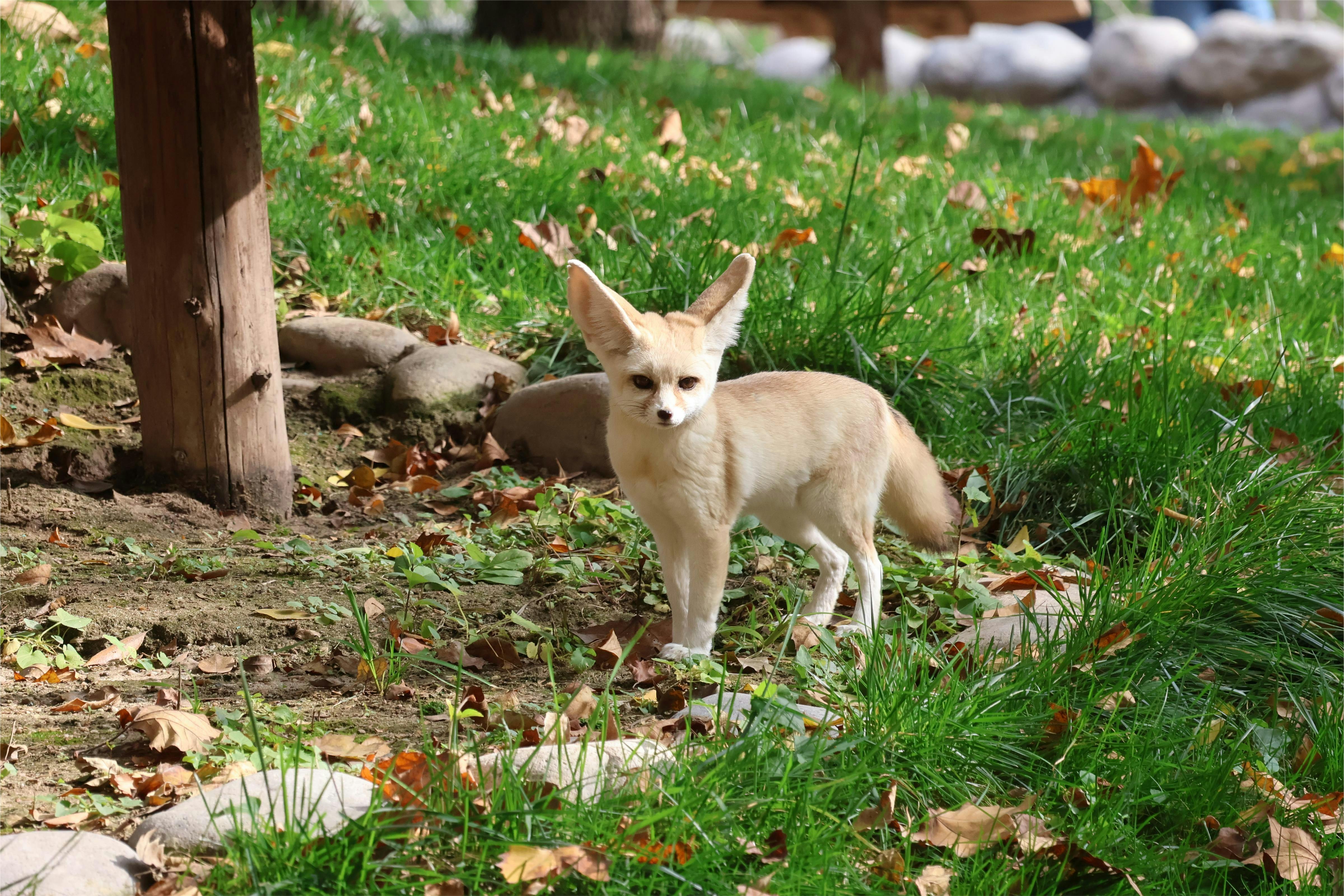 Close-up of a Fennec Fox Standing on the Ground in a Park