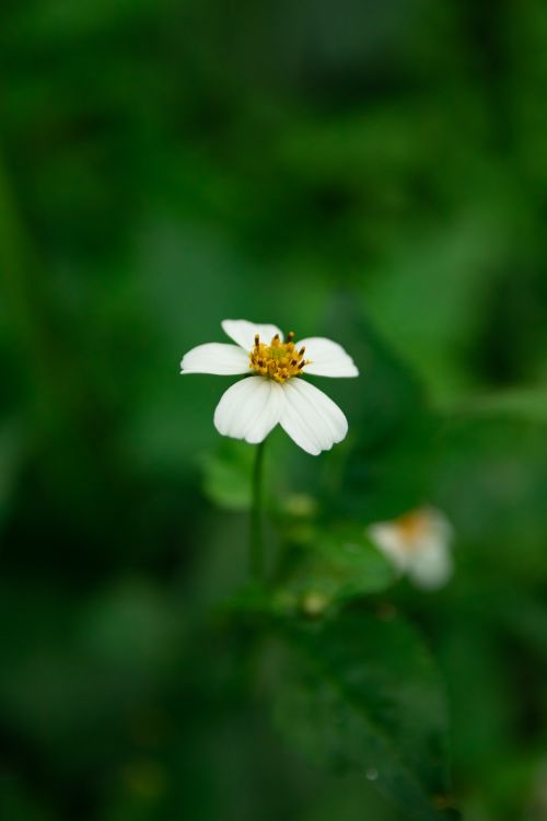 Free A close-up shot of a delicate white wildflower surrounded by lush green foliage. Stock Photo