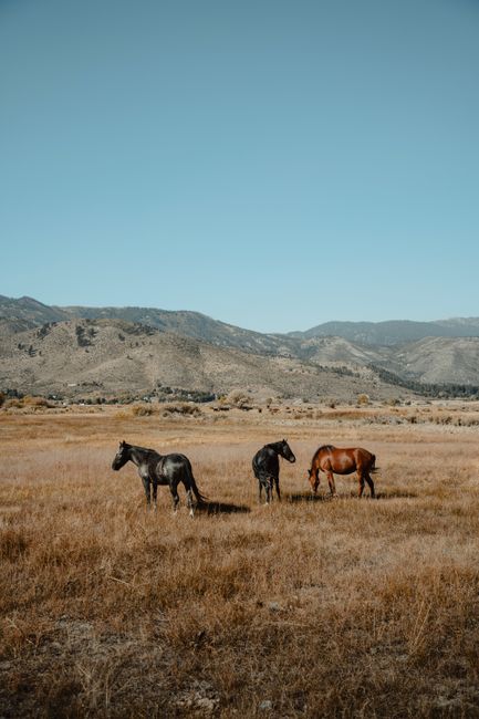 Three horses grazing in a rural field with mountains in New Washoe City, Nevada.