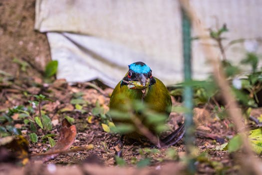 A colorful Blue-crowned Motmot forages on the ground in Cali, Colombia's rich wildlife habitat.