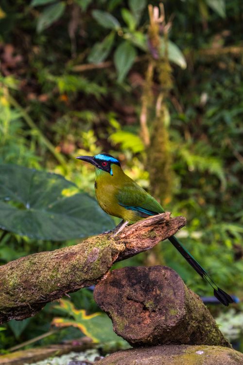 Free Vibrant Andean motmot perched on a branch in the lush Colombian jungle. Stock Photo