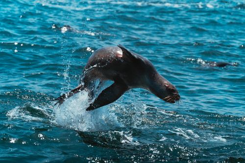 Free A sea lion gracefully jumps out of the ocean on a sunny day, showcasing wildlife energy. Stock Photo