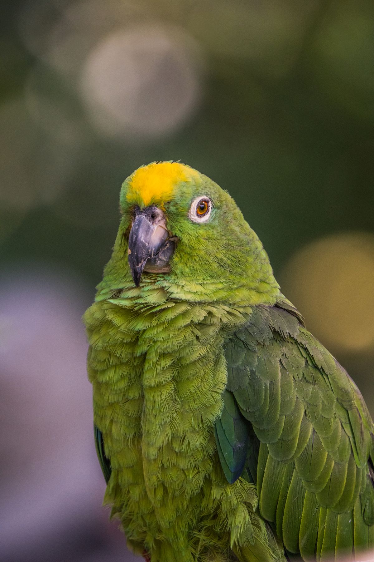 Green Amazon parrot perched comfortably on a natural wooden branch