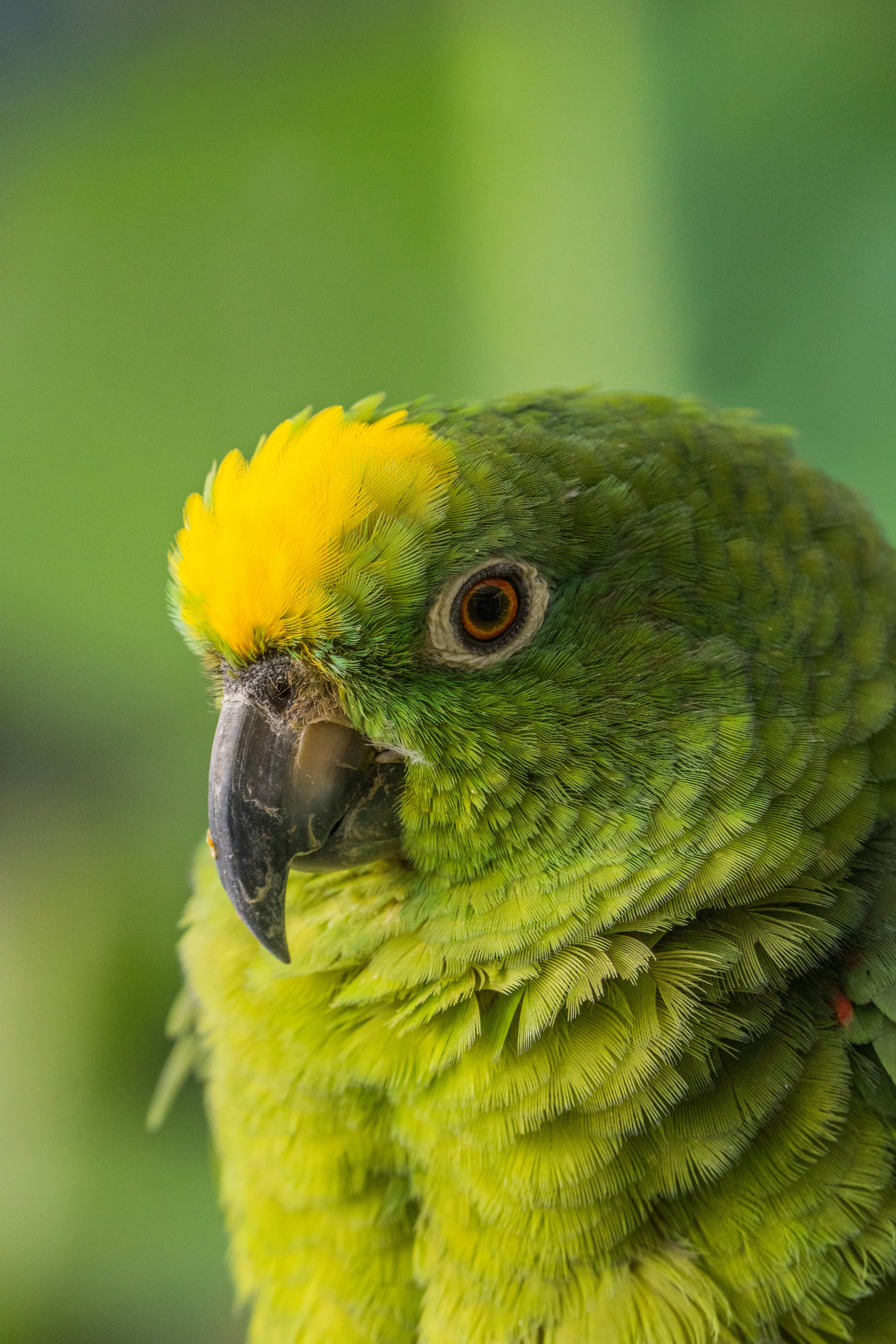 yellow naped amazon bird