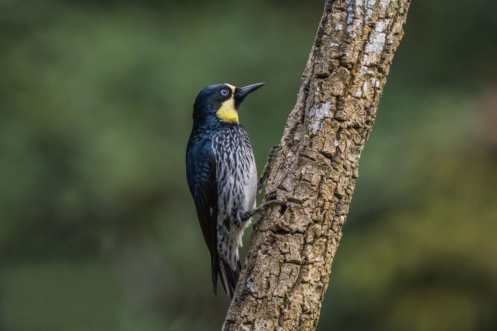 Stunning view of a woodpecker perched on a tree, captured in the lush forests of Colombia.