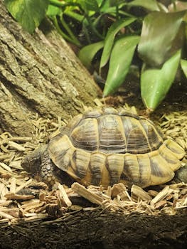 A close-up image of a tortoise resting by tree bark with lush green leaves.