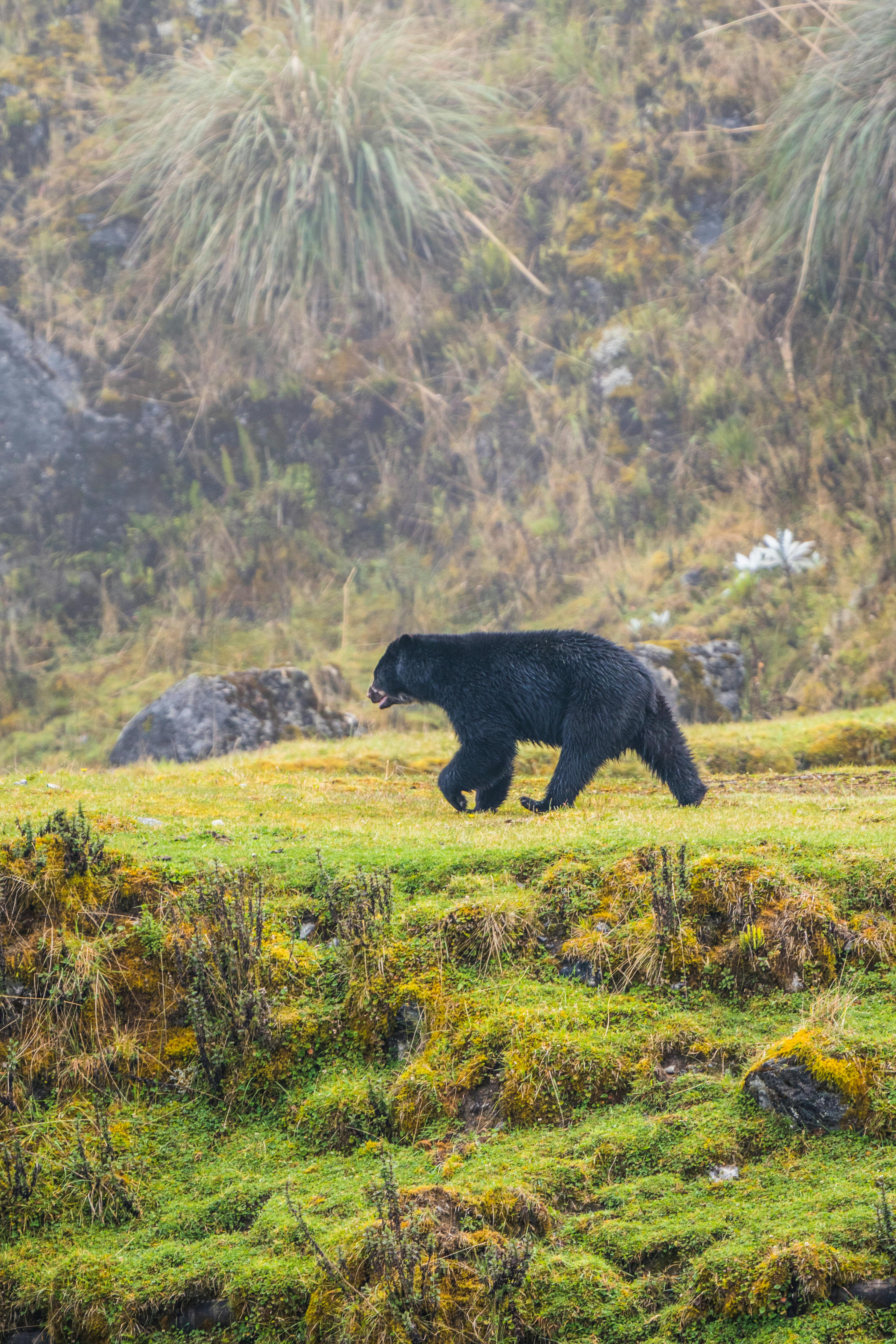 oso andino