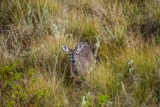 A white-tailed deer blending into the grassland ecosystem of Guasca, Cundinamarca, Colombia.