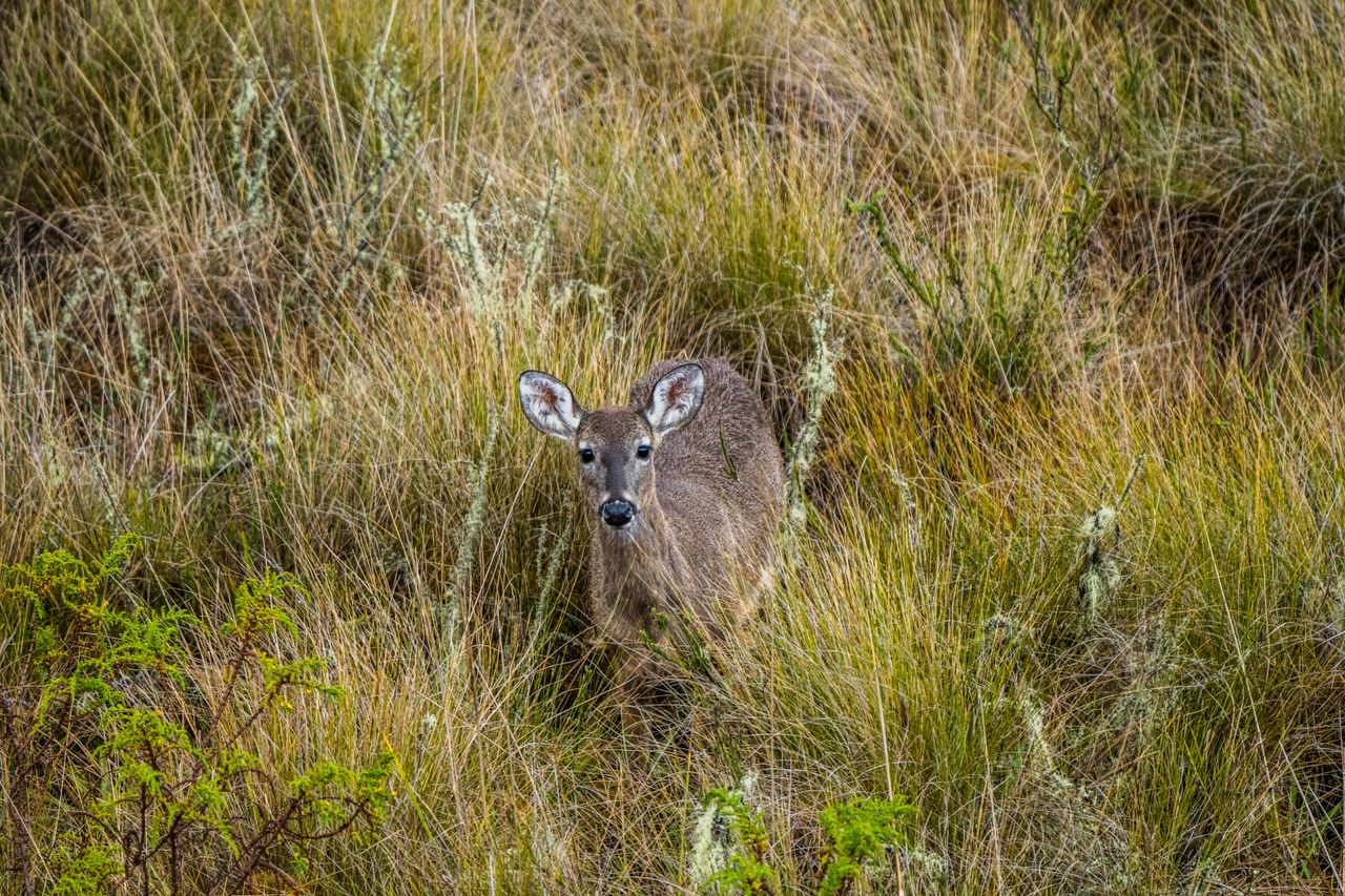 a white tailed deer blending into the grassland ecosystem of guasca cu