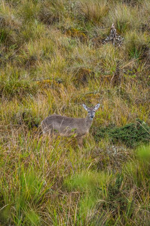 Free White-tailed deer in lush grasslands of Guasca, Colombia, showcasing natural wildlife. Stock Photo