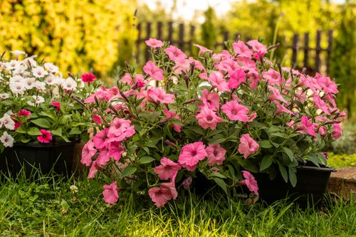 Free Colorful petunias in full bloom under bright sunlight in a tranquil garden setting. Stock Photo