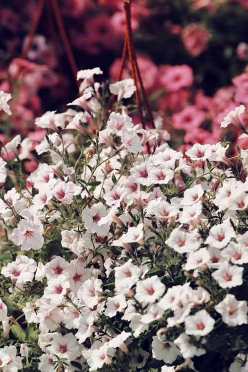 Free Vibrant pink and white petunias in full bloom in a Latvian garden. Stock Photo