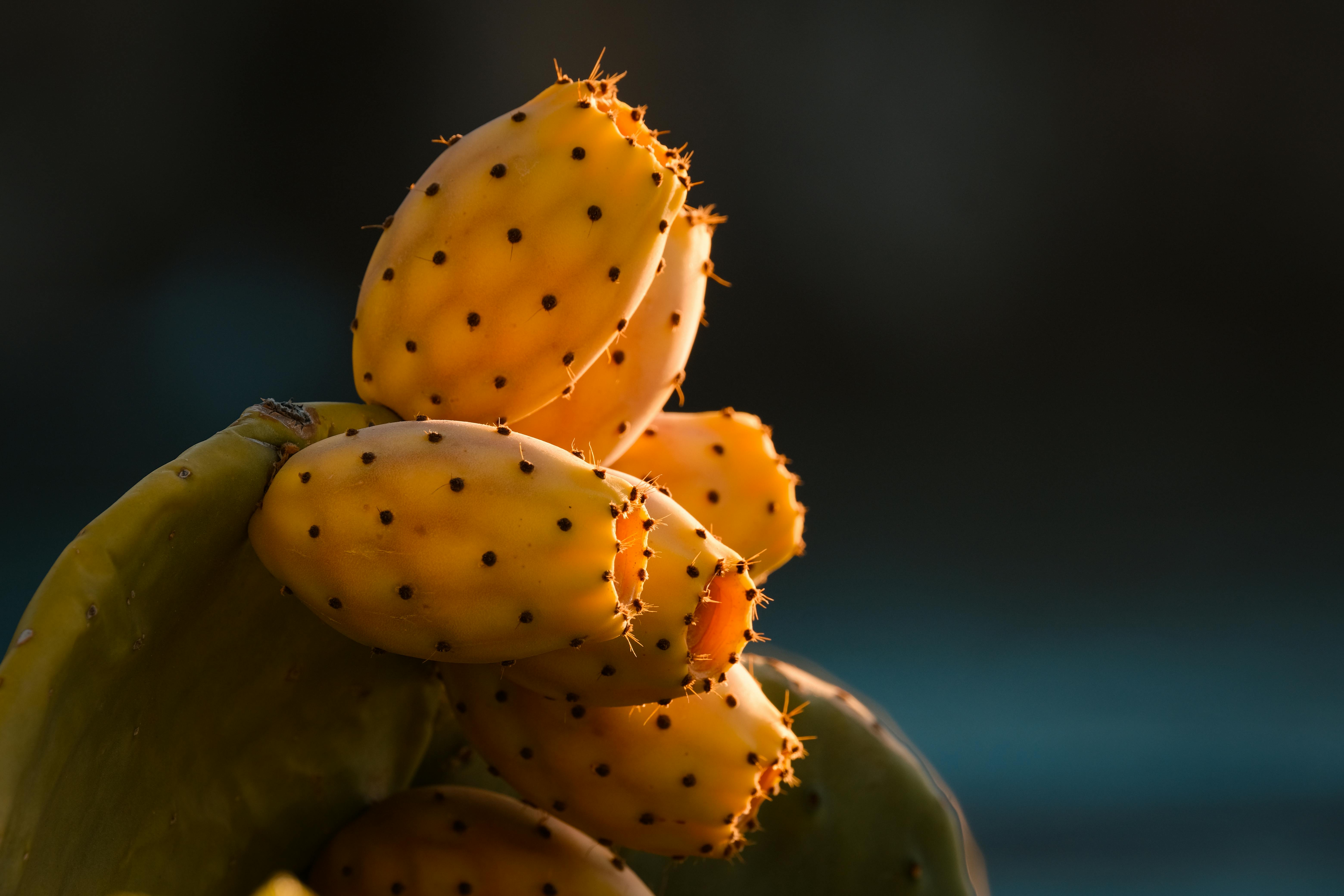 Cactus Sports, an independent ASU merchandise store, is thriving in Tempe — Photo by Francesco Ungaro on Pexels