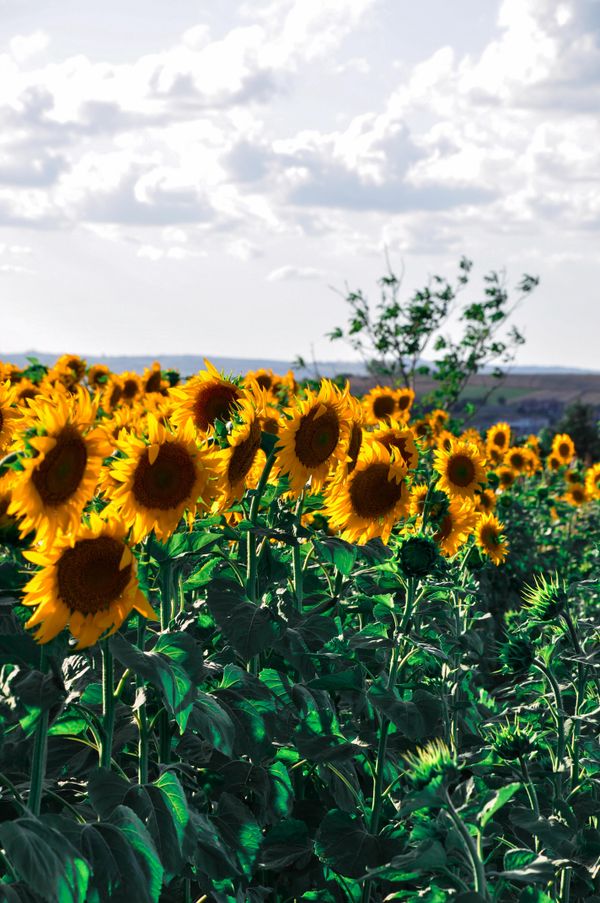 Photo of Yellow Sunflowers in a Field · Free Stock Photo