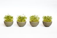 Green-leafed Plants