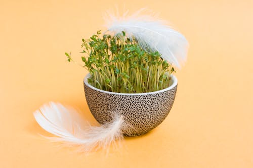 Brotando Planta De Folha Verde