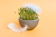 一个纹理花盆里，特写的郁郁葱葱的绿色豆芽装饰着精致的白色羽毛，背景是温暖的黄色