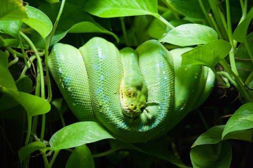 Close-Up Photo of Green Snake on Leaves