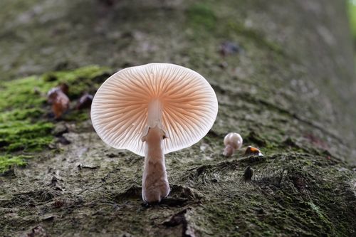 Free Detailed shot of a white mushroom growing on moss, captured outdoors. Stock Photo
