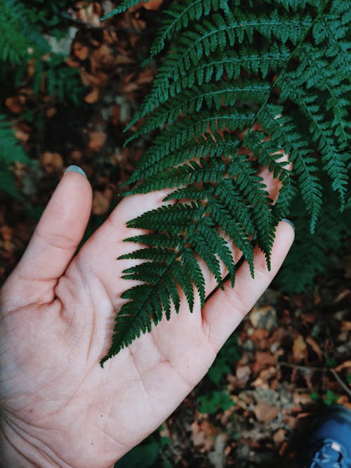 Photo De Personne Tenant Une Plante De Fougère