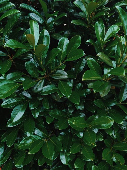 Free Vivid green leaves showcasing nature's lush growth in Mühlheim am Main, Germany. Stock Photo