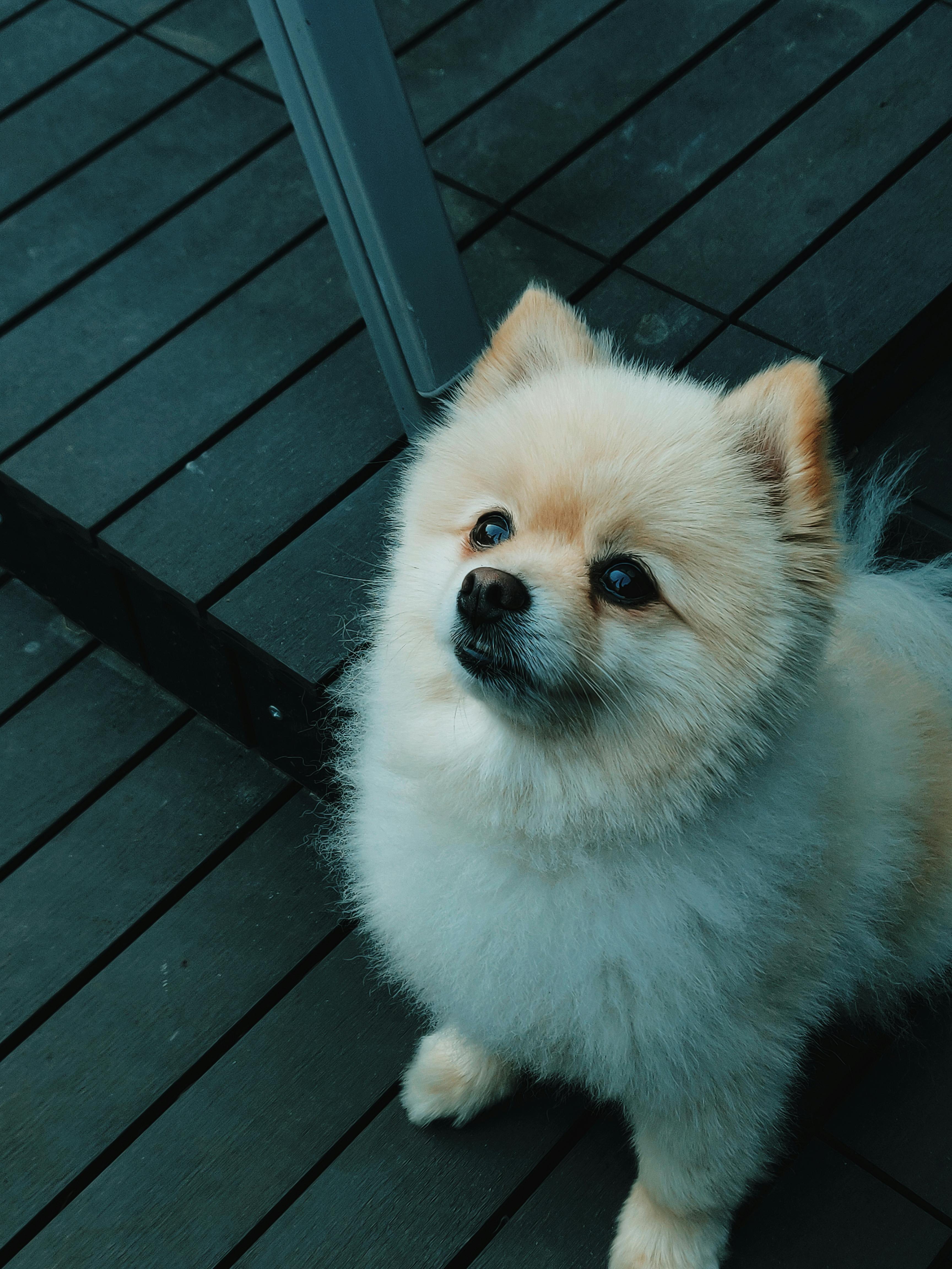 400 Free Pomeranian  Dog Images  Pixabay