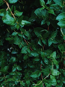 Macro shot of lush green vine leaves with raindrops, capturing nature's beauty in Roman, Romania.