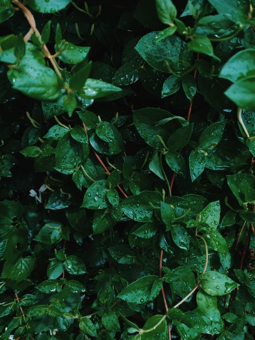 Free Macro shot of lush green vine leaves with raindrops, capturing nature's beauty in Roman, Romania. Stock Photo