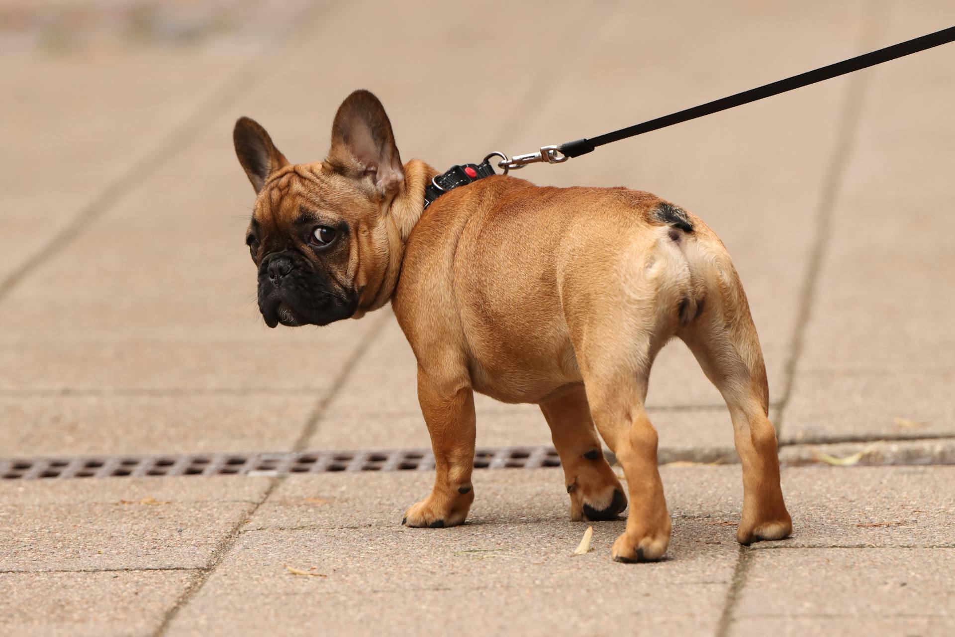 French Bulldog