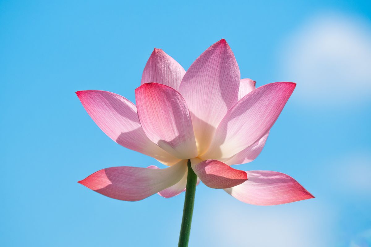 Fleur de lotus : symbolique, culture et entretien - Planter une fleur de lotus en pot ou dans un bassin