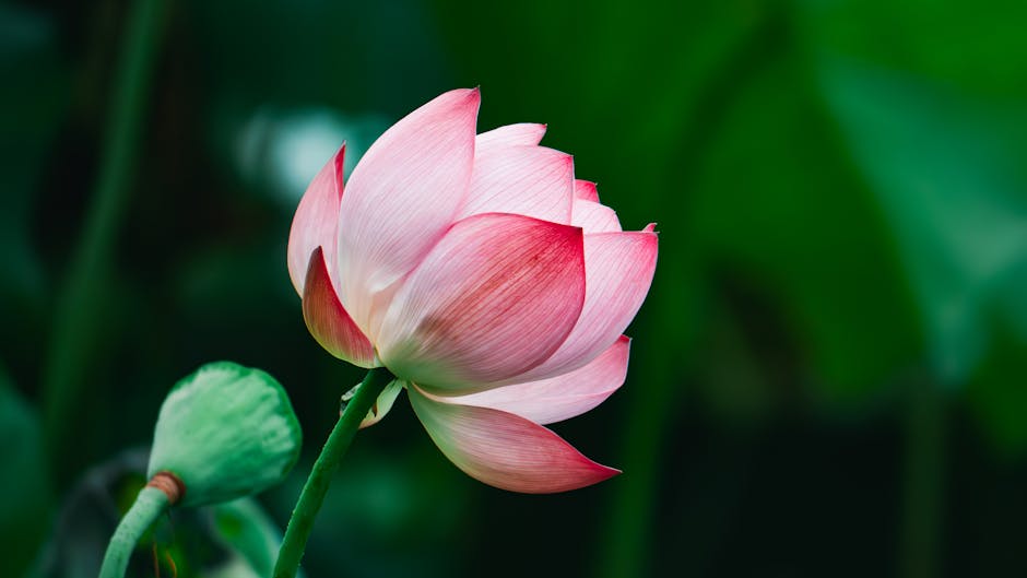 A stunning close-up of a pink lotus flower in full bloom, photographed outdoors in Hangzhou, China.