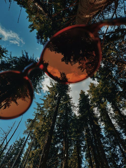 Low Angle Shot Of Pine Trees
