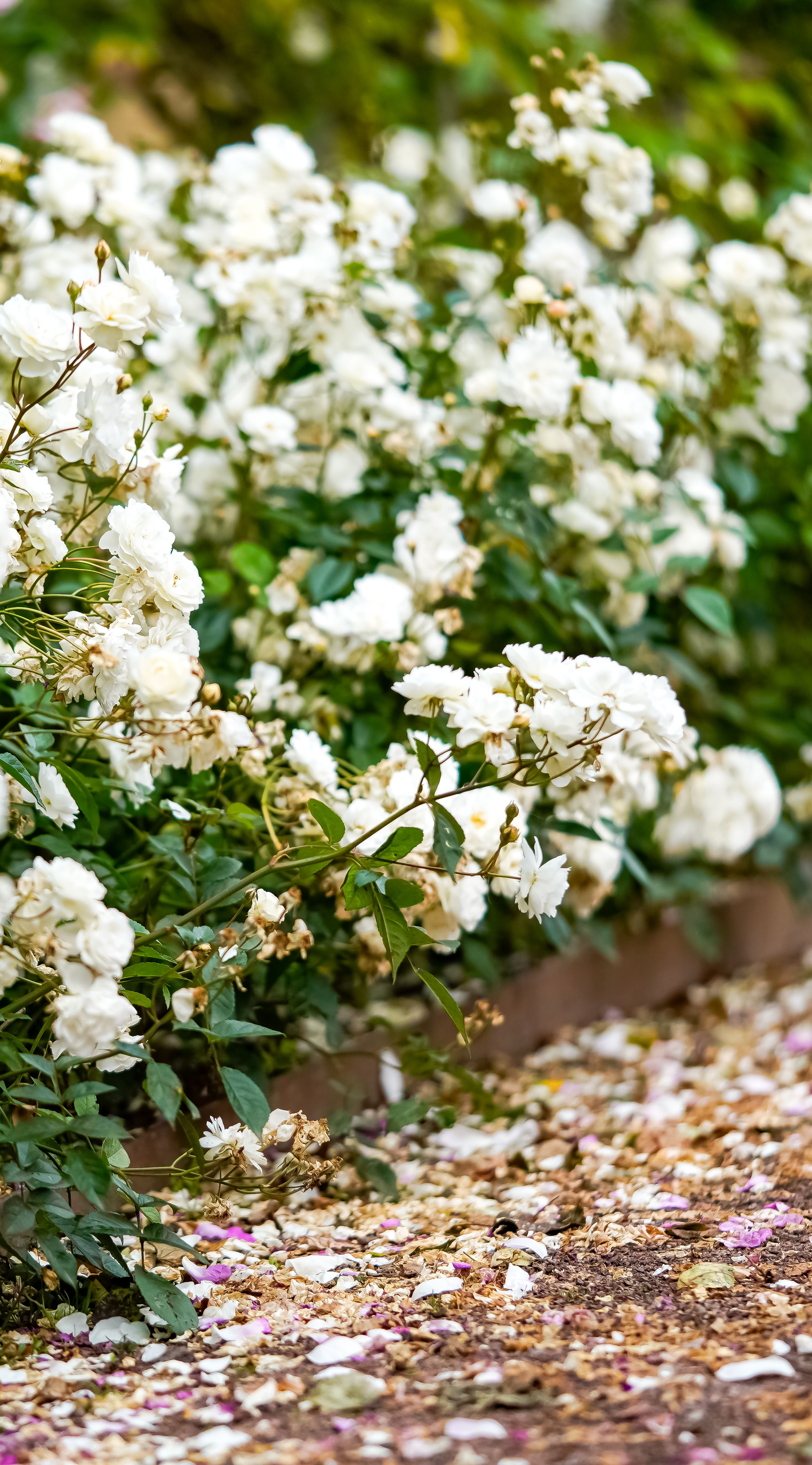 Beautiful white roses blooming in a garden with petals scattered on the ground, creating a serene outdoor scene.