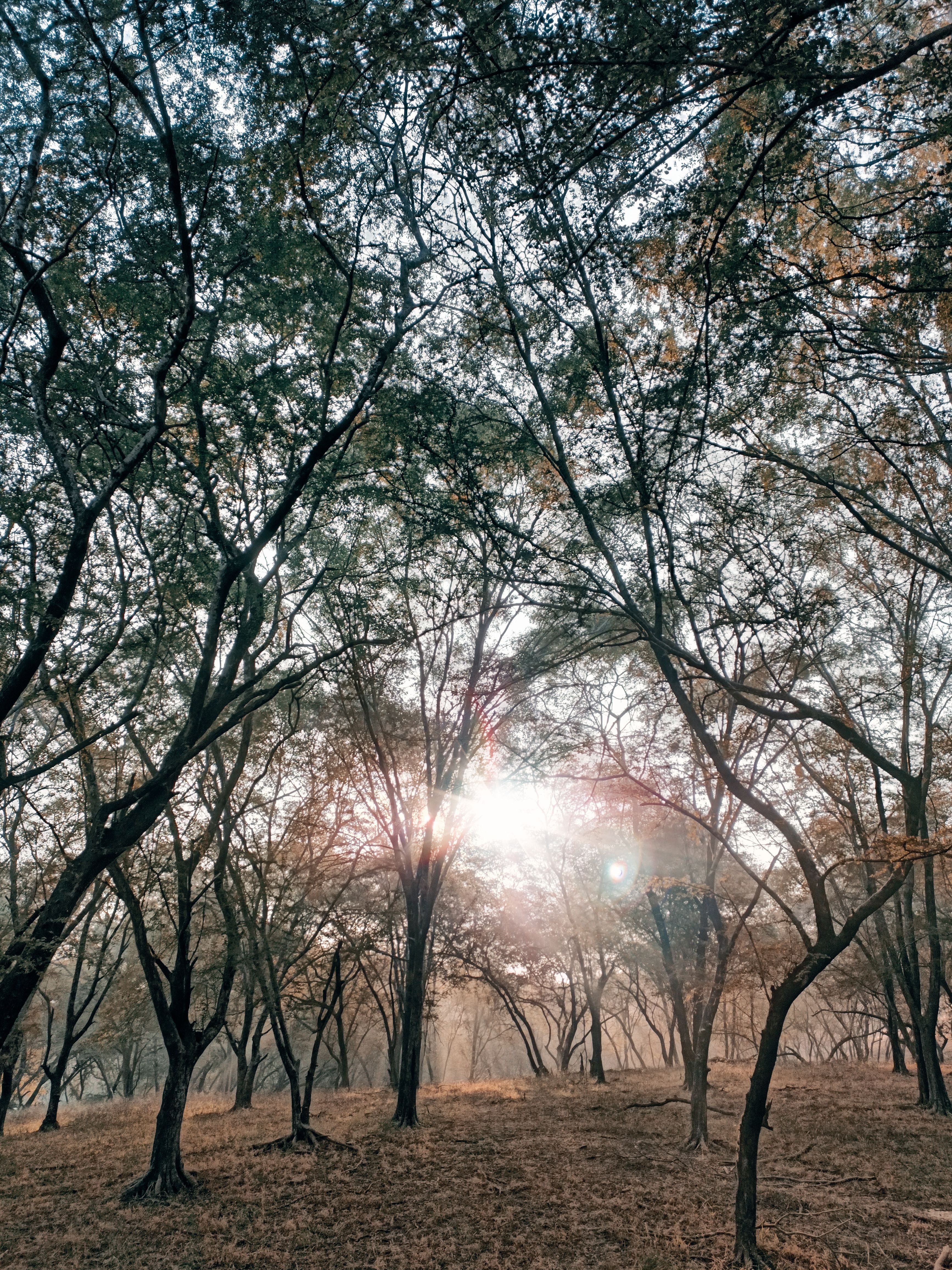 Sun Shining from behind the Trees in a Forest · Free Stock Photo