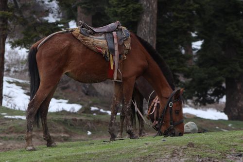 Free A brown horse with a saddle grazes in a snowy pasture surrounded by tall trees. Stock Photo