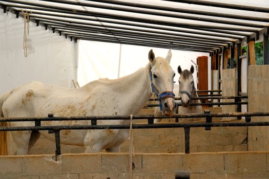 A serene image of two white horses in a stable in Ankara, Türkiye.