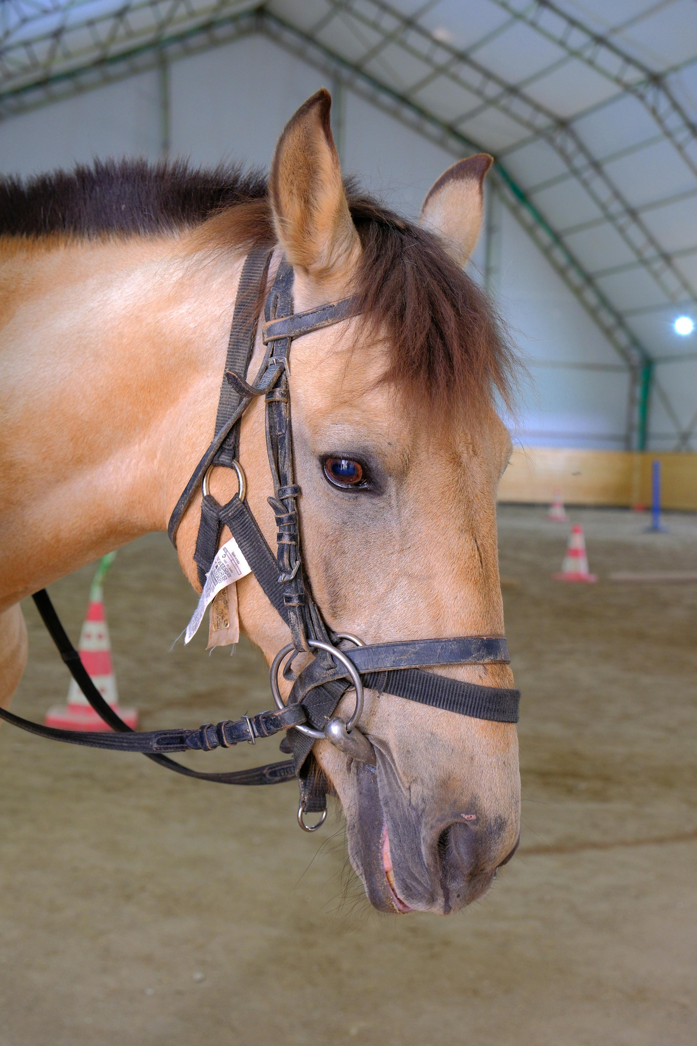 A brown horse in a bridle inside a riding arena in Ankara, Türkiye.