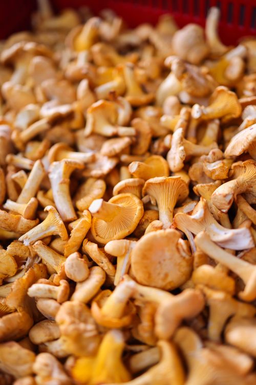 A heap of chanterelles at a market