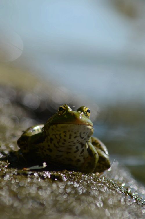 Free Captivating close-up shot of a frog on a rock by water, showcasing intricate details and natural habitat. Stock Photo