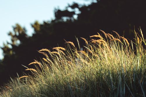 Free Sunlit grass in Binz, Germany during golden hour, capturing serene rural beauty. Stock Photo