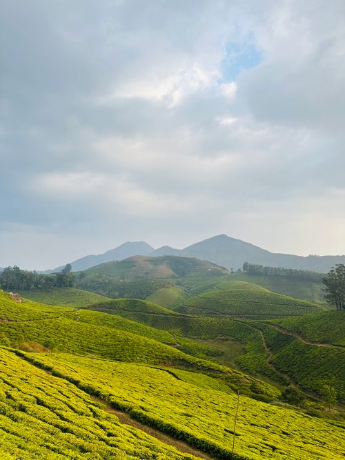 Free Stunning landscape of tea plantations at Kannan Devan Hills, India with lush green fields and distant mountains. Stock Photo